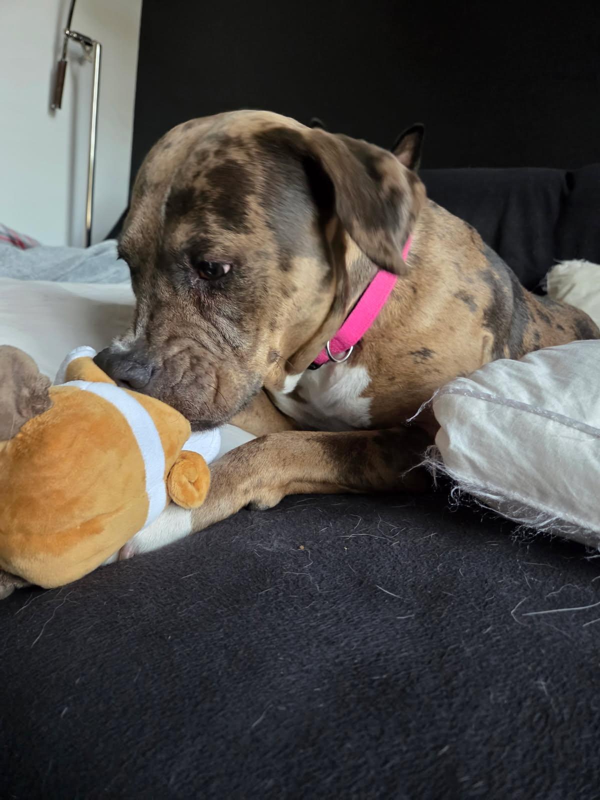 Shelly , an adopted mixed breed in Cody, WY image 4/5