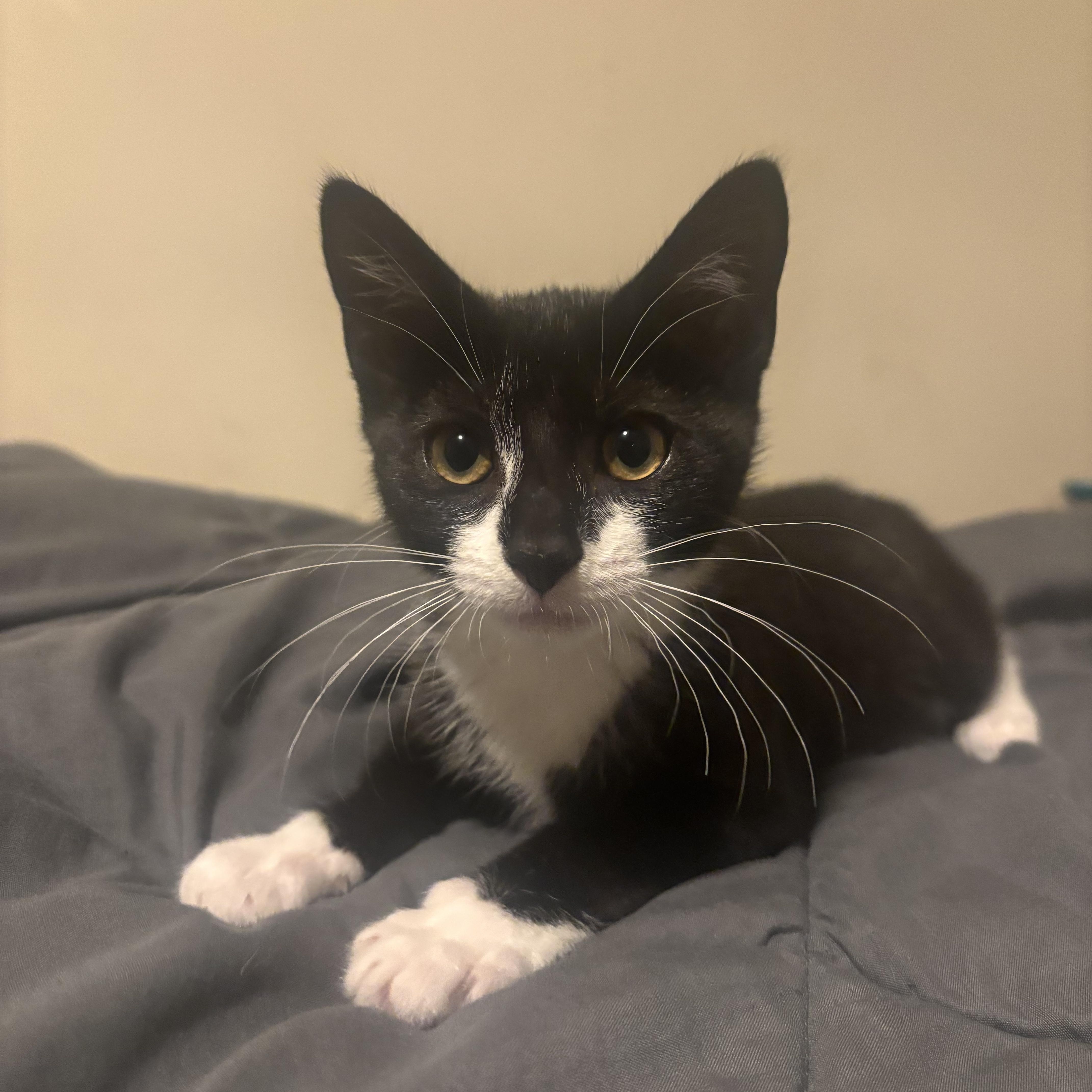 Magnolia, a Adoptable Domestic Short Hair in Beltsville, MD image 3/6
