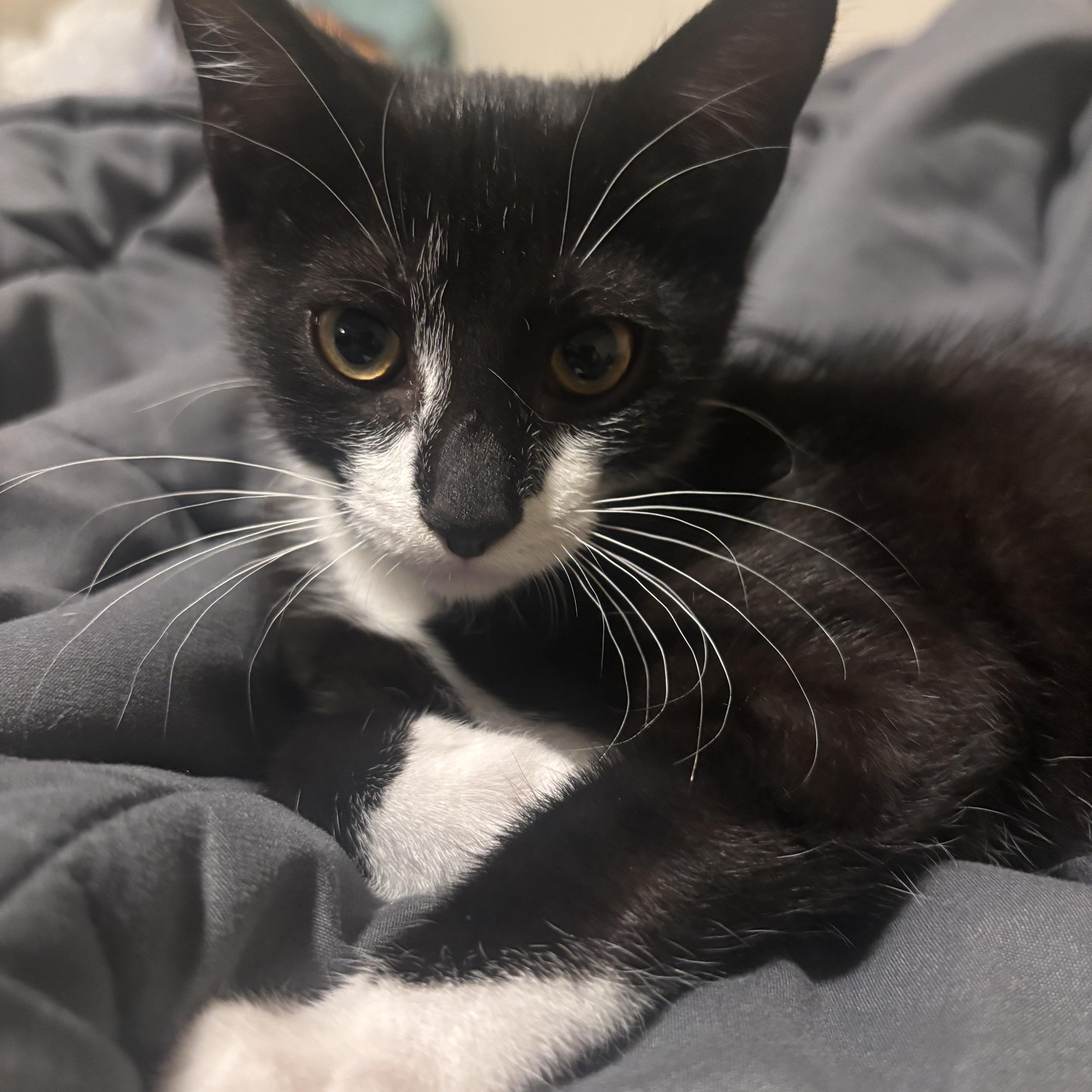 Magnolia, a Adoptable Domestic Short Hair in Beltsville, MD image 1/6