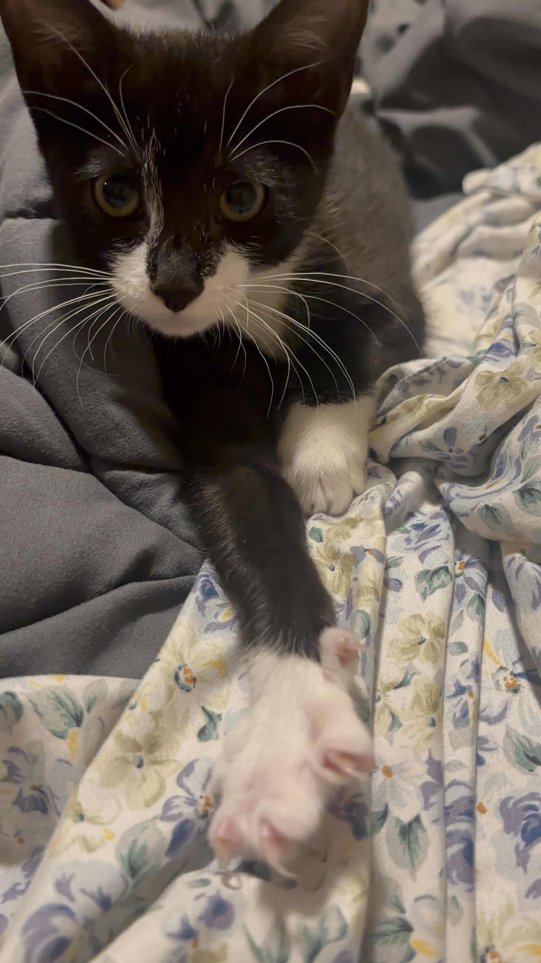 Magnolia, a Adoptable Domestic Short Hair in Beltsville, MD image 4/6
