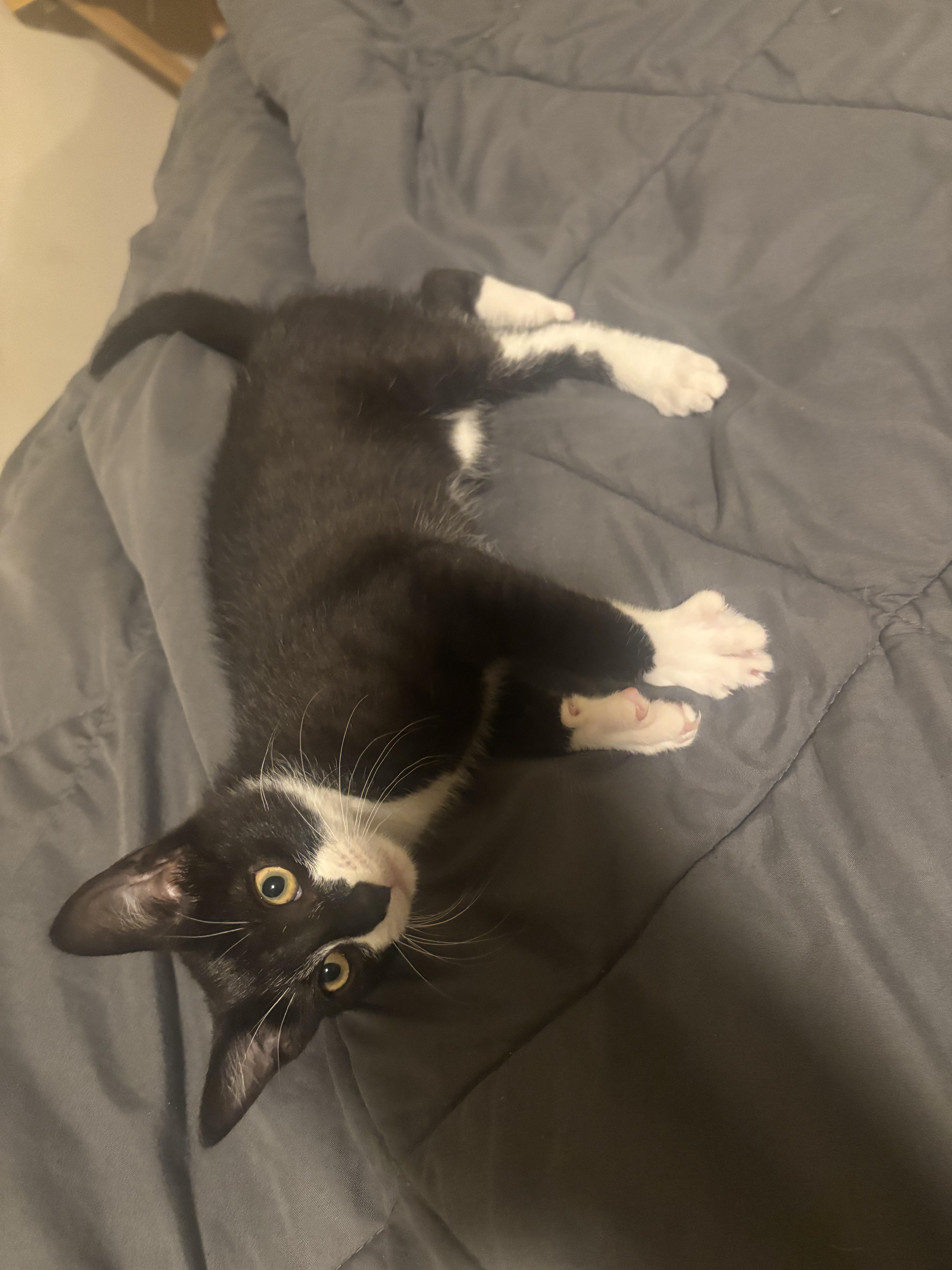 Magnolia, a Adoptable Domestic Short Hair in Beltsville, MD image 6/6