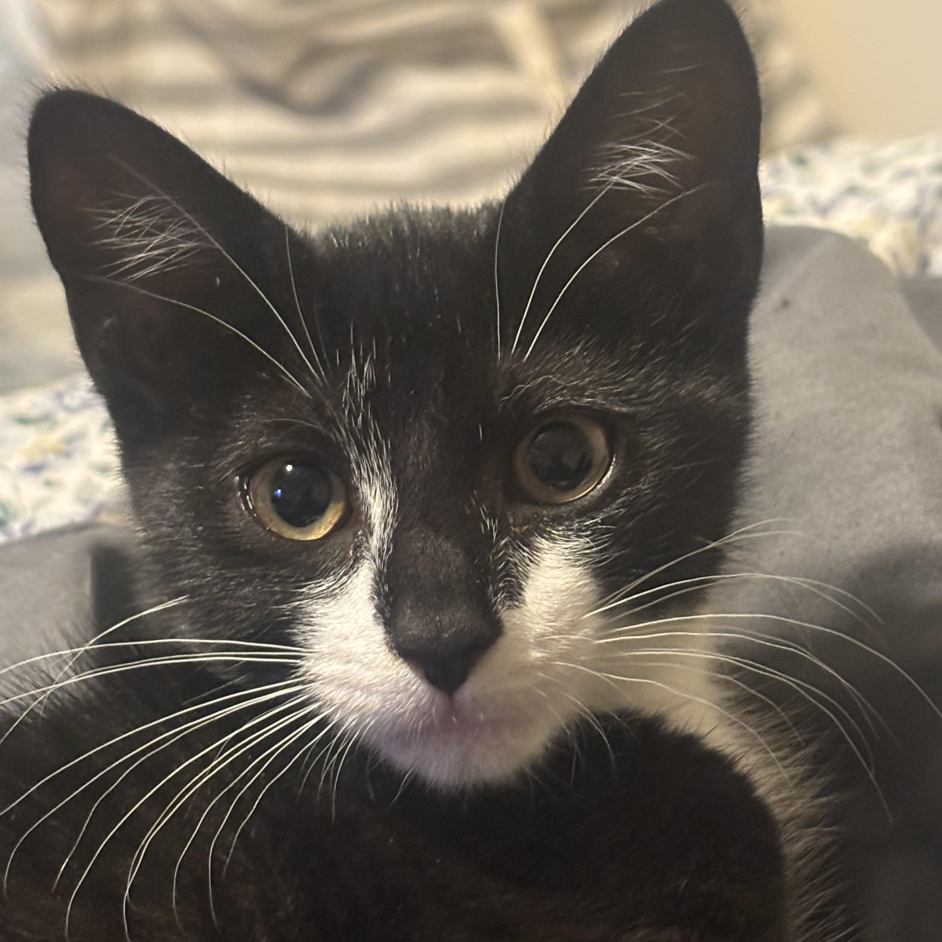Magnolia, a Adoptable Domestic Short Hair in Beltsville, MD image 2/6