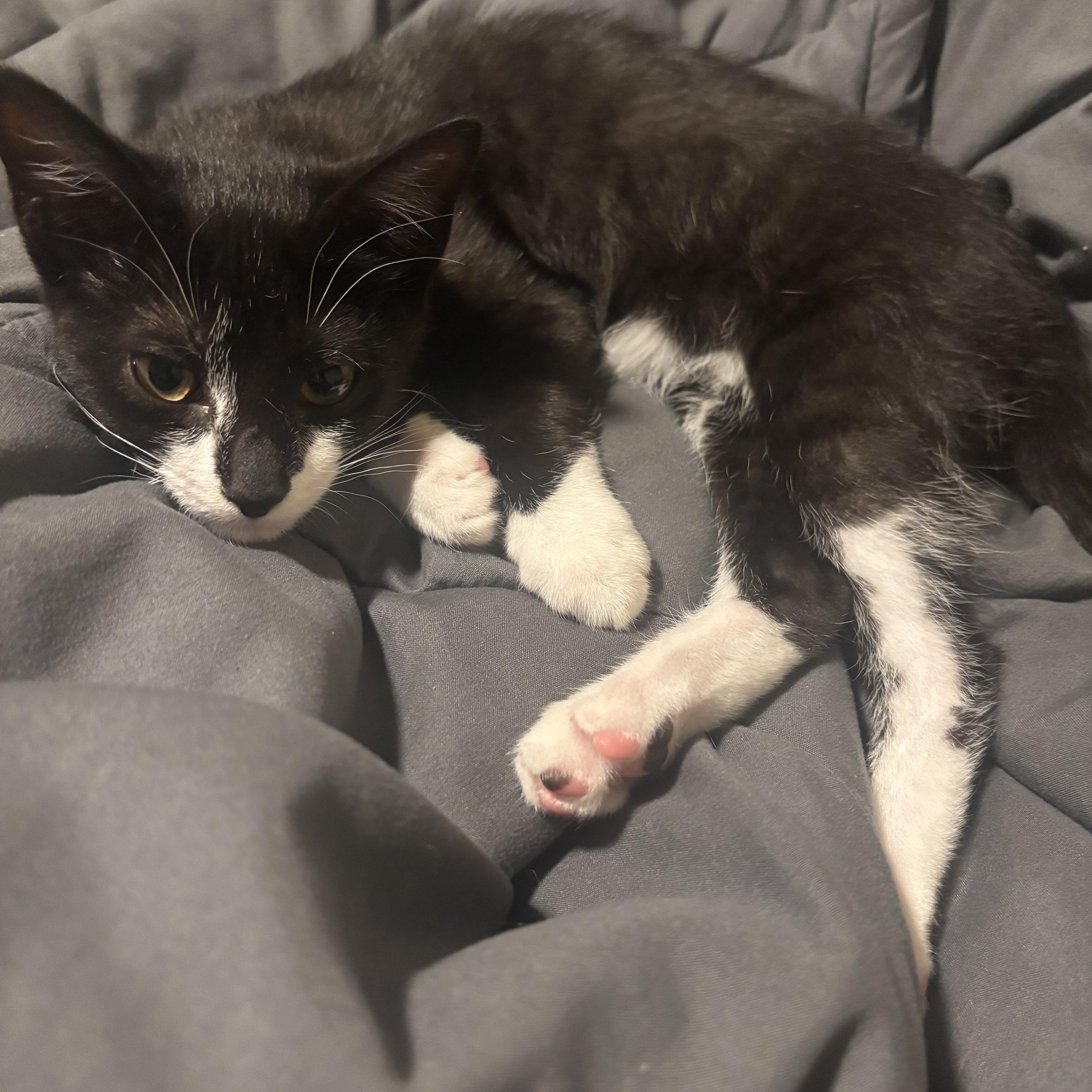 Magnolia, a Adoptable Domestic Short Hair in Beltsville, MD image 5/6