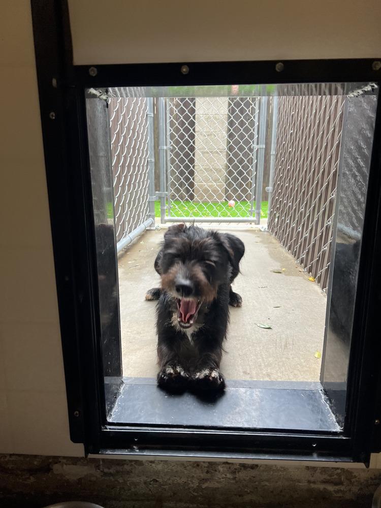 Enlarge Franklin, a Adoptable mixed breed in Oakdale, CA image 2/4