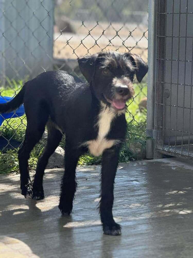 Enlarge Franklin, a Adoptable mixed breed in Oakdale, CA image 4/4
