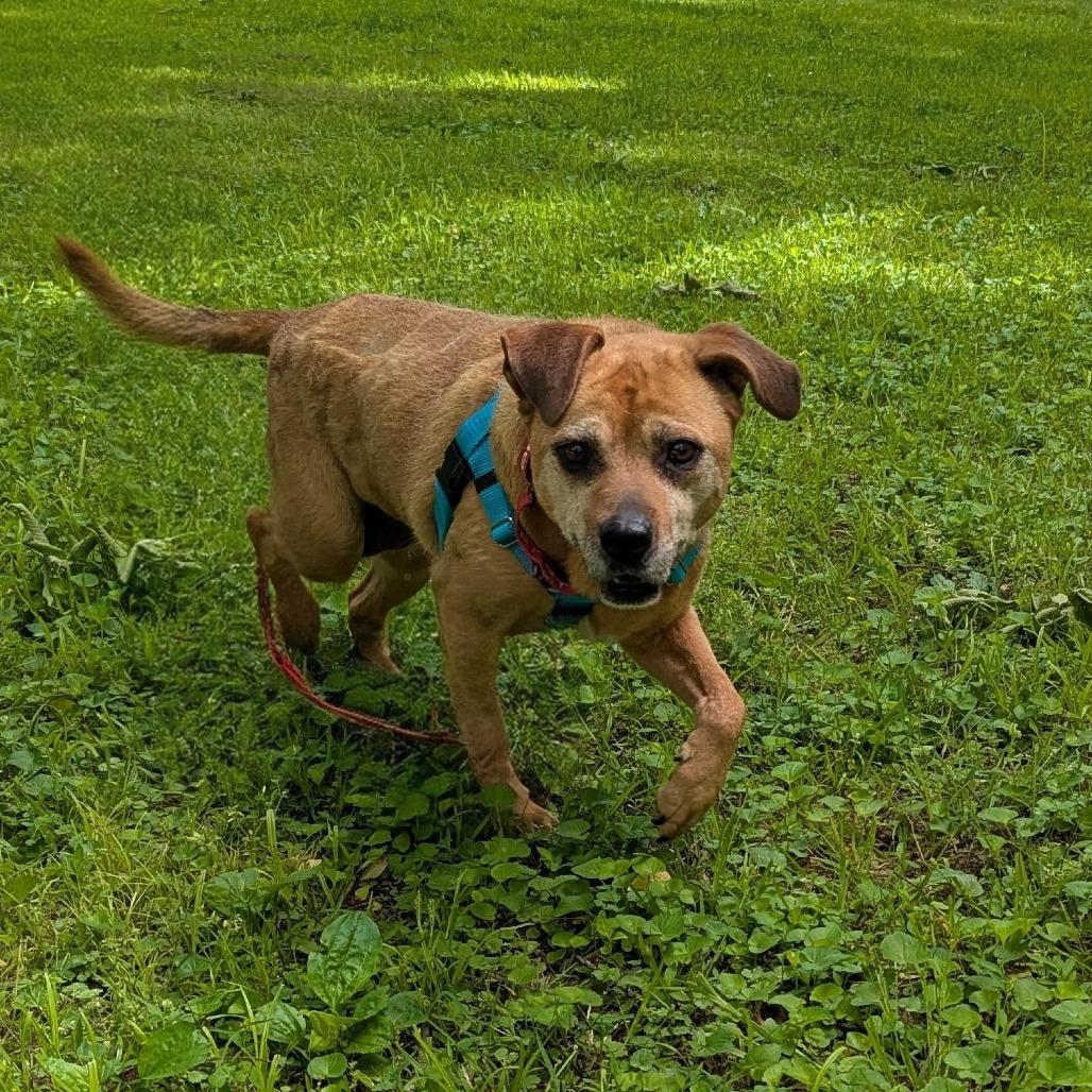 Roseland, Adoptable, Senior Female Shar-Pei & Mixed Breed.