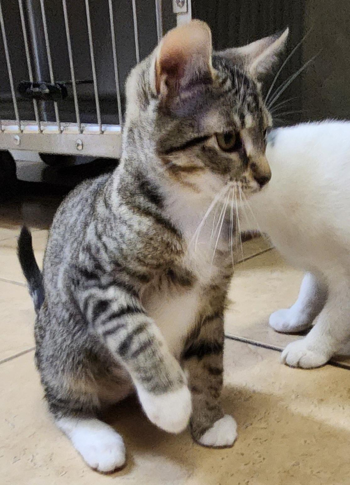 Stella, a ADOPTABLE Tabby in Linden, NJ image 2/4