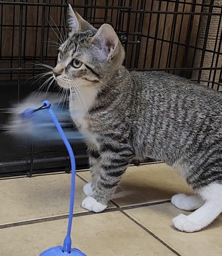 Stella, a ADOPTABLE Tabby in Linden, NJ image 3/4