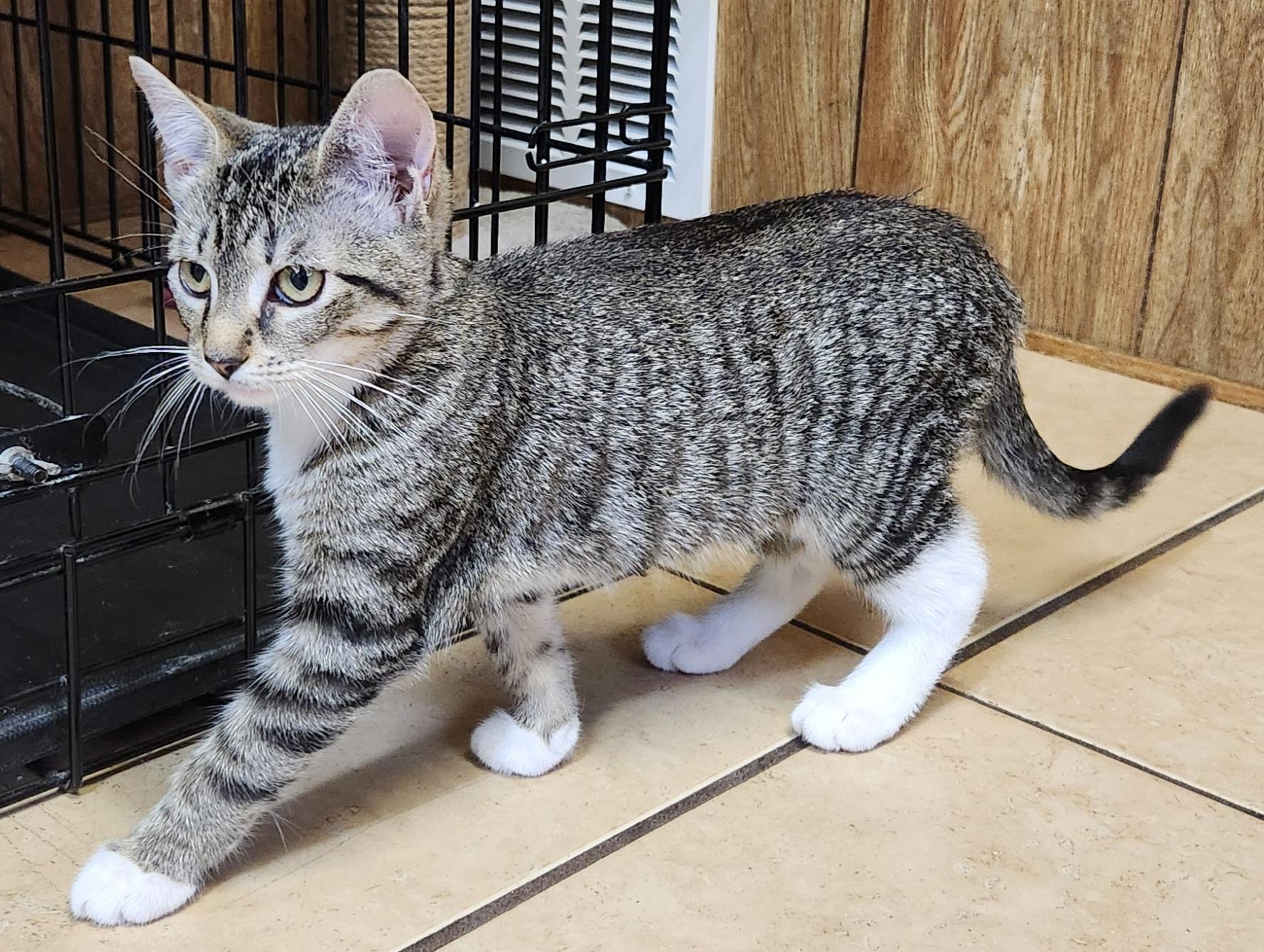 Stella, ADOPTABLE, Kitten Female Tabby.
