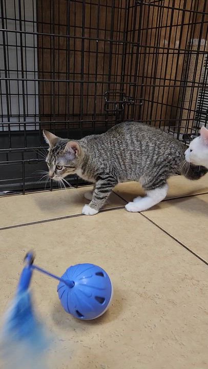 Enlarge Stella, a ADOPTABLE Tabby in Linden, NJ video 4/4