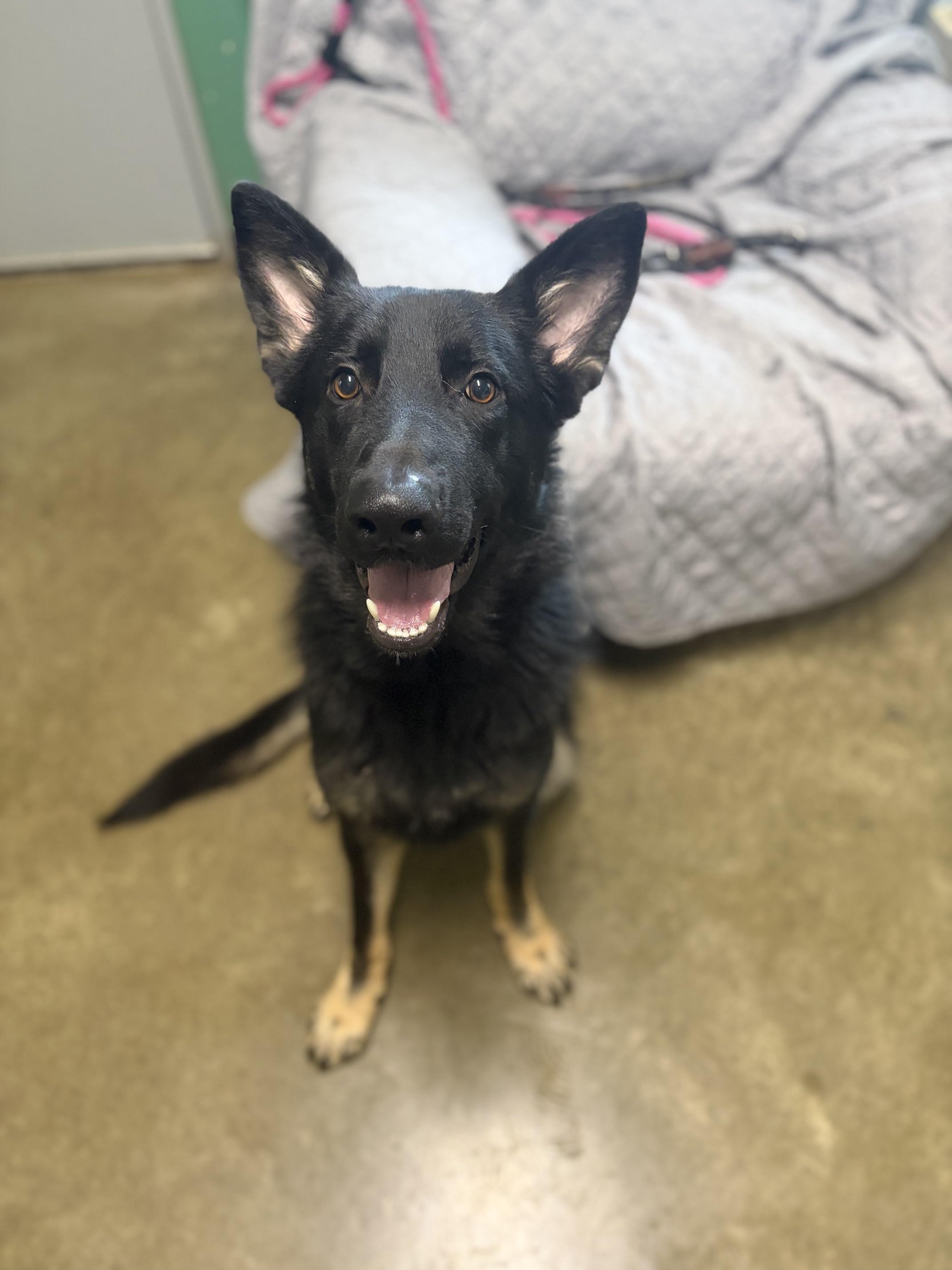 Enlarge River, an adopted German Shepherd Dog in Seneca, PA image 2/2