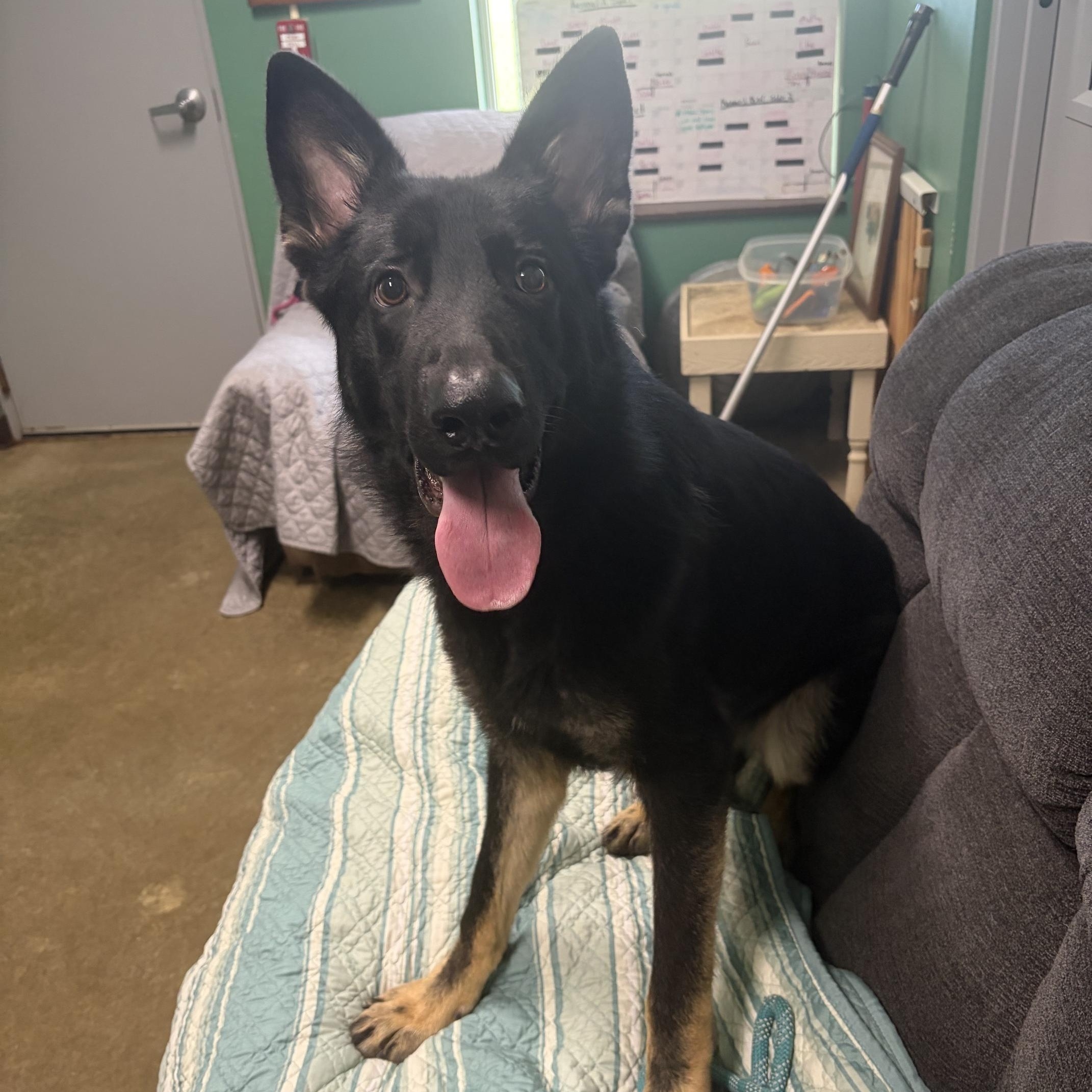 Enlarge River, an adopted German Shepherd Dog in Seneca, PA image 1/2