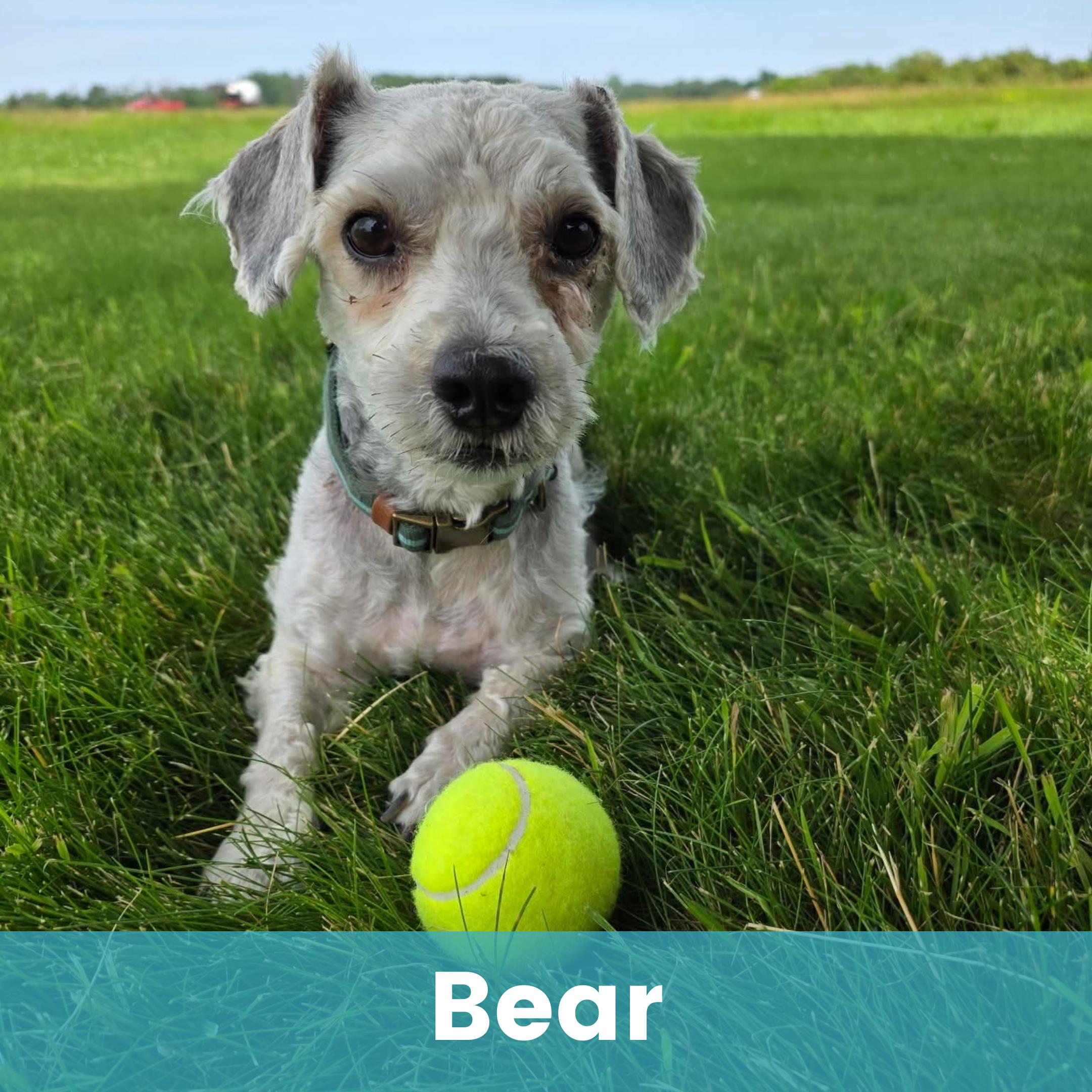 Enlarge Bear, a ADOPTABLE Mixed Breed in Rochester , NY image 1/5