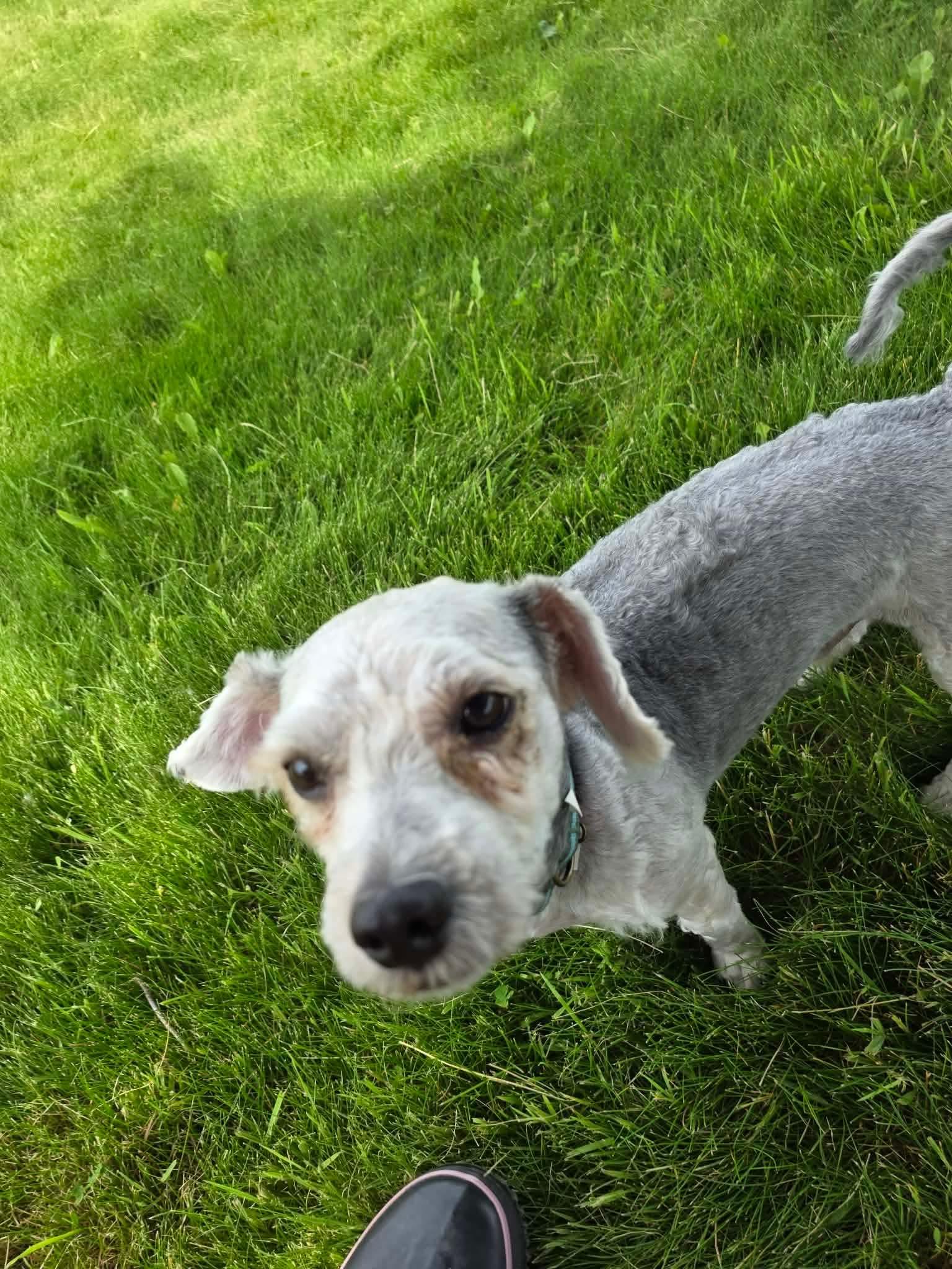 Enlarge Bear, a ADOPTABLE Mixed Breed in Rochester , NY image 4/5