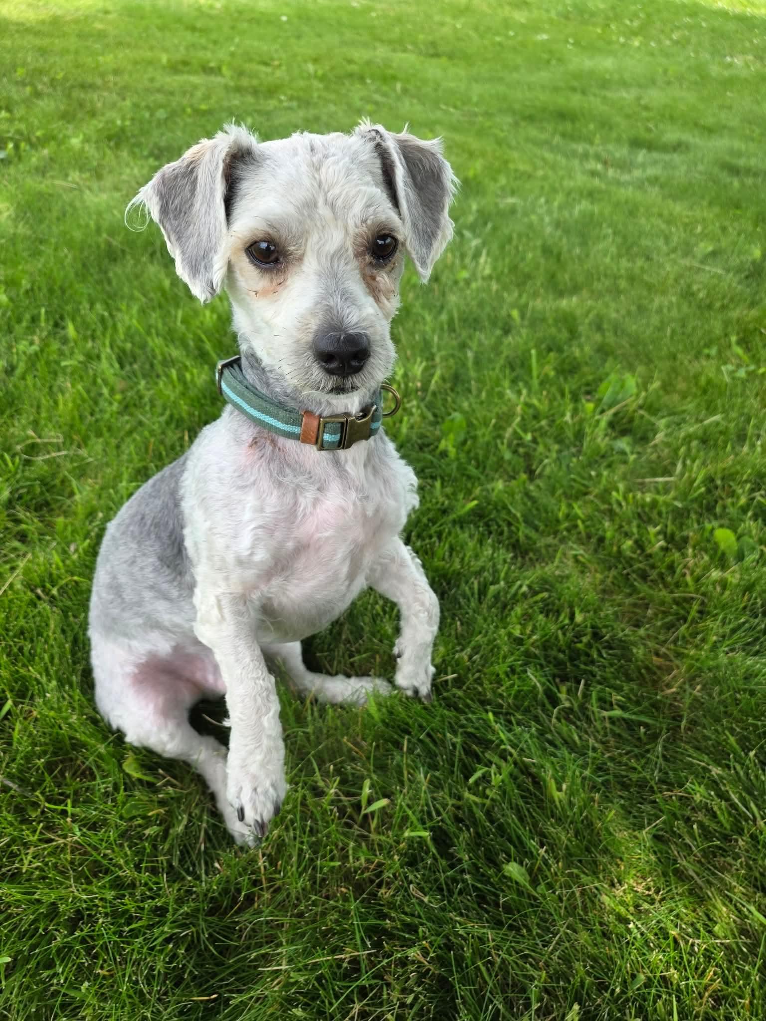 Enlarge Bear, a ADOPTABLE Mixed Breed in Rochester , NY image 2/5