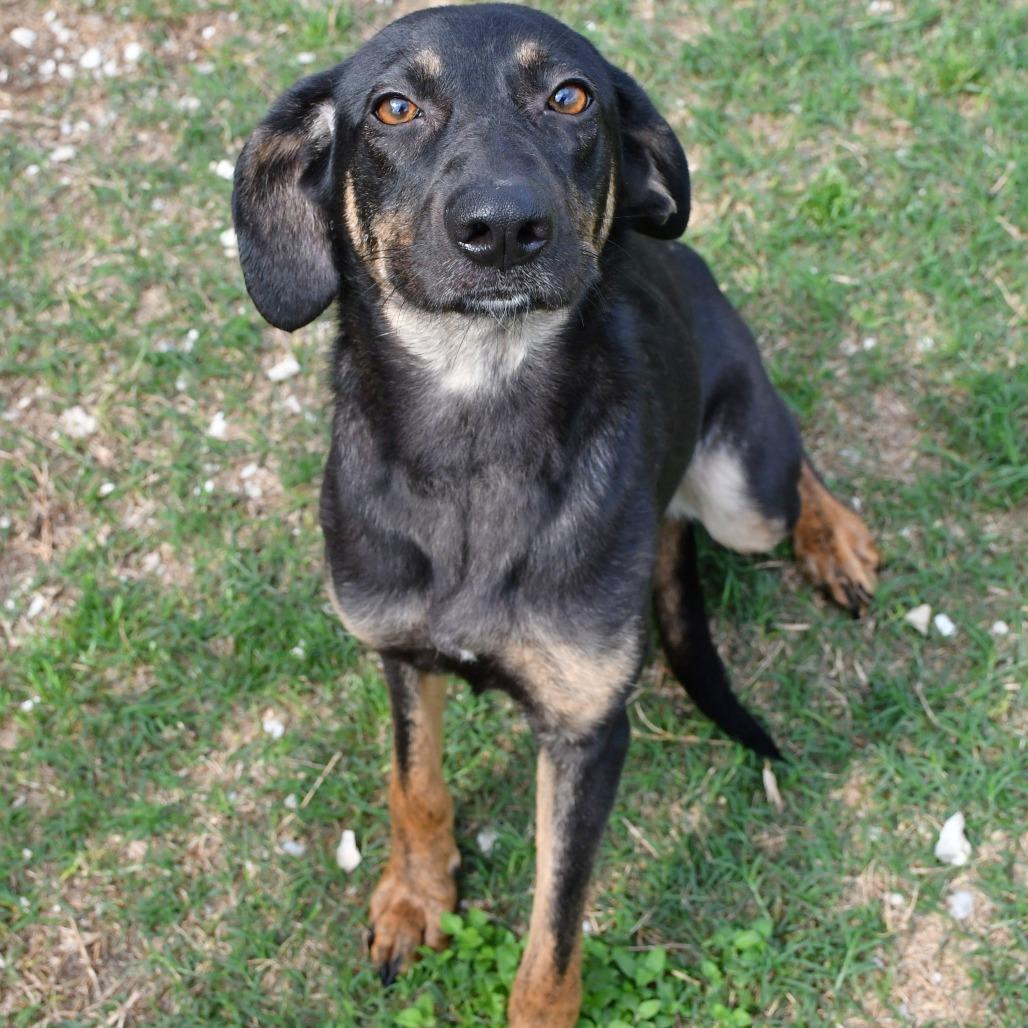 Enlarge Firefly, a Adoptable mixed breed in Beaumont, TX image 1/6