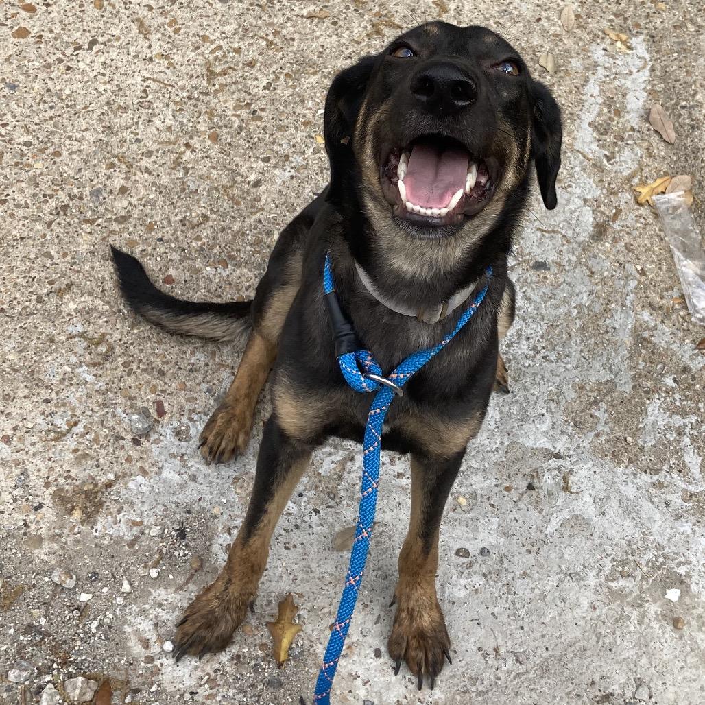 Enlarge Firefly, a Adoptable mixed breed in Beaumont, TX image 2/6