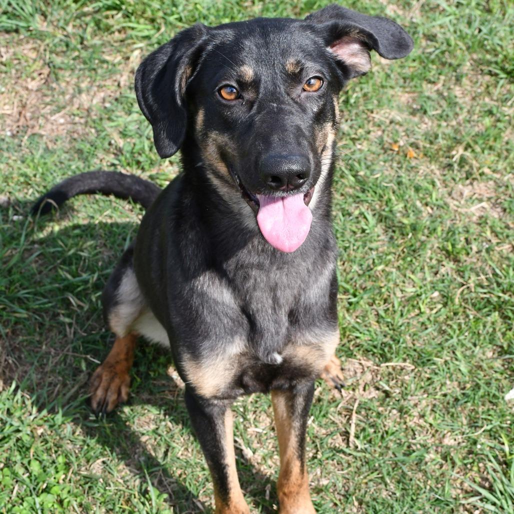 Enlarge Firefly, a Adoptable mixed breed in Beaumont, TX image 3/6