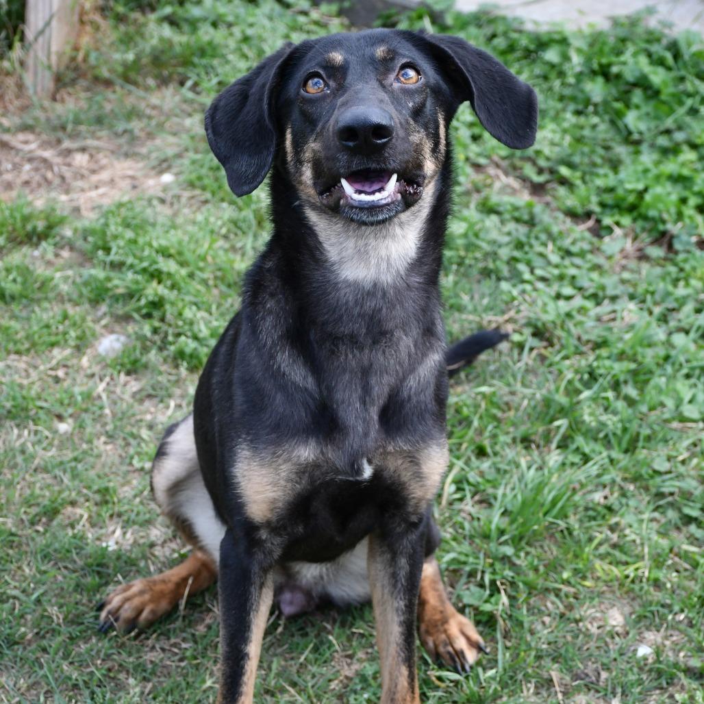 Enlarge Firefly, a Adoptable mixed breed in Beaumont, TX image 4/6