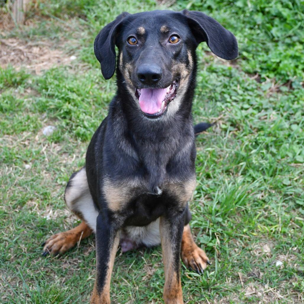 Enlarge Firefly, a Adoptable mixed breed in Beaumont, TX image 5/6