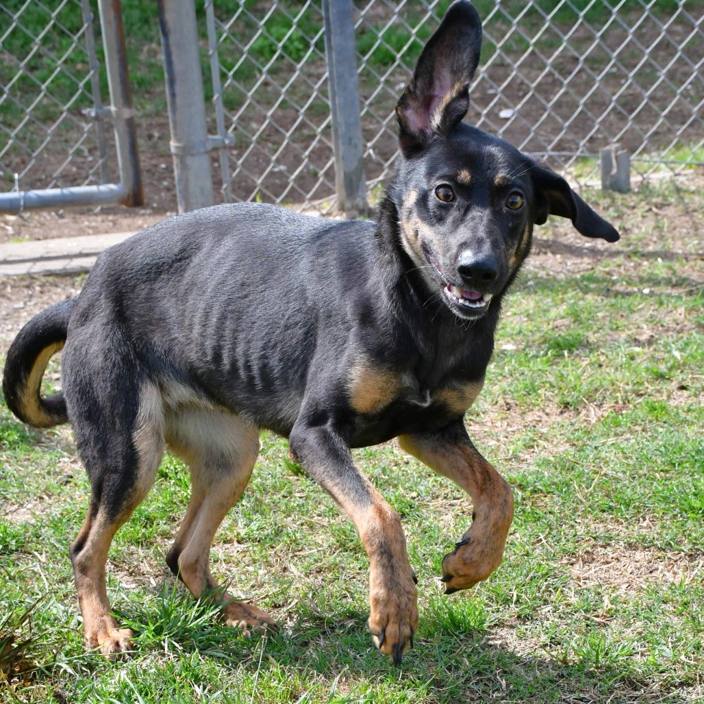 Enlarge Firefly, a Adoptable mixed breed in Beaumont, TX image 6/6