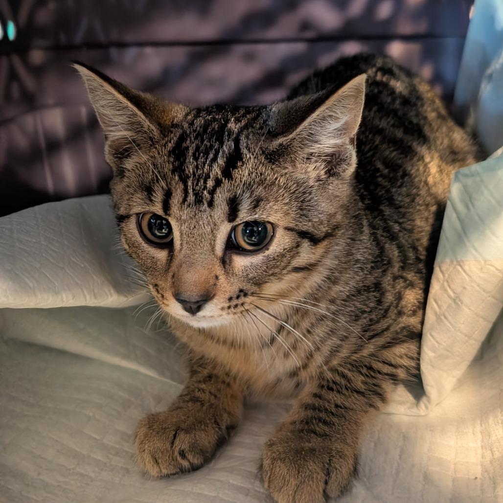 Enlarge Thing 4, a Adoptable Domestic Short Hair in Chatsworth, CA image 1/1