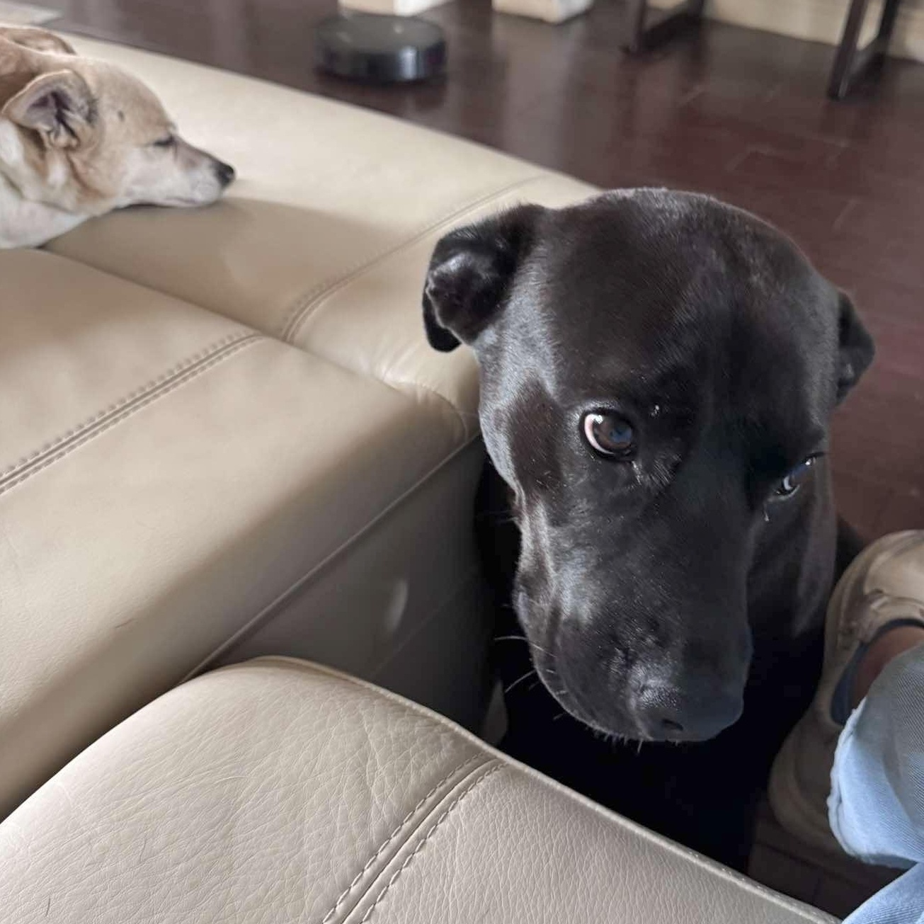 Rascal, Adoptable, Adult Male Retriever & Terrier.