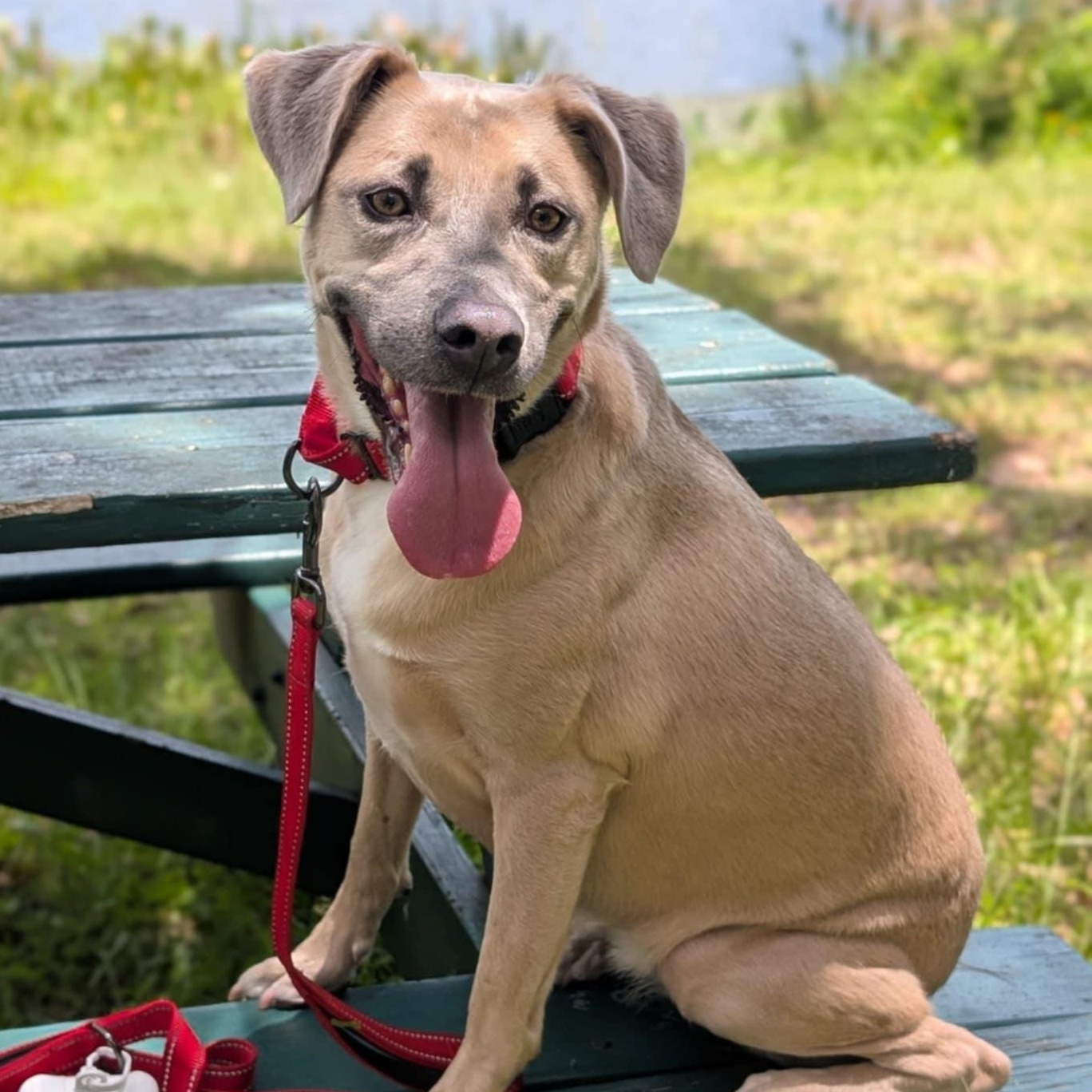 Enlarge IRIS - Needs a foster or adopter, a Adoptable mixed breed in Largo, FL image 3/6