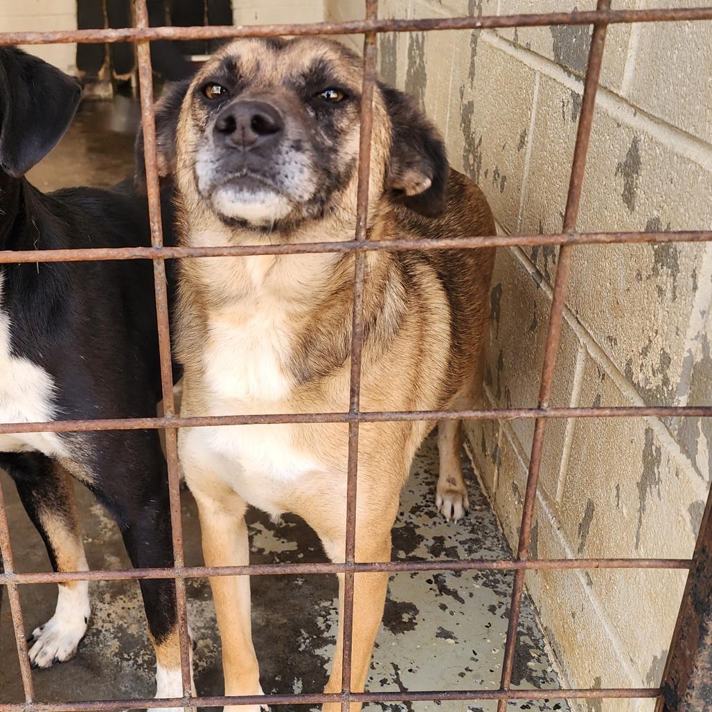 Boo(Scout), a Adoptable Mixed Breed in Evensville, TN image 2/4