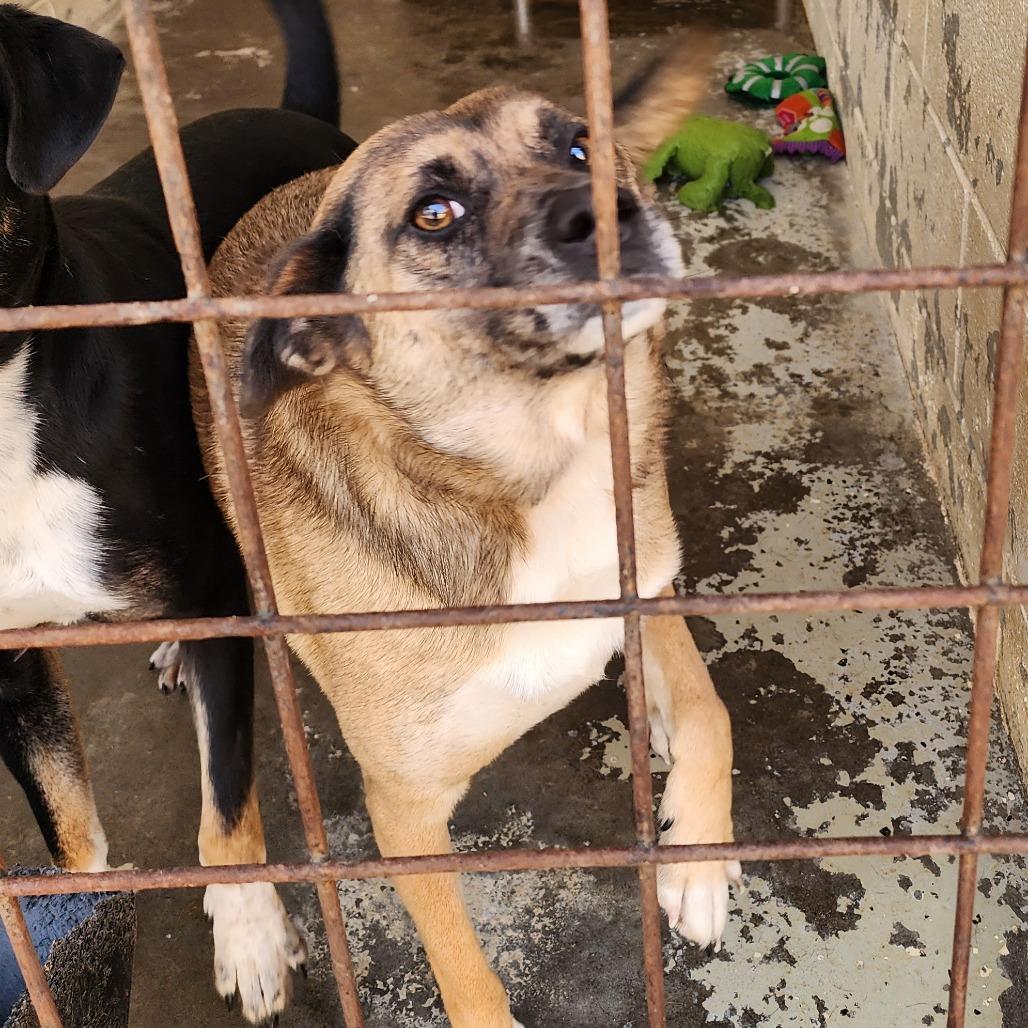 Boo(Scout), a Adoptable Mixed Breed in Evensville, TN image 3/4