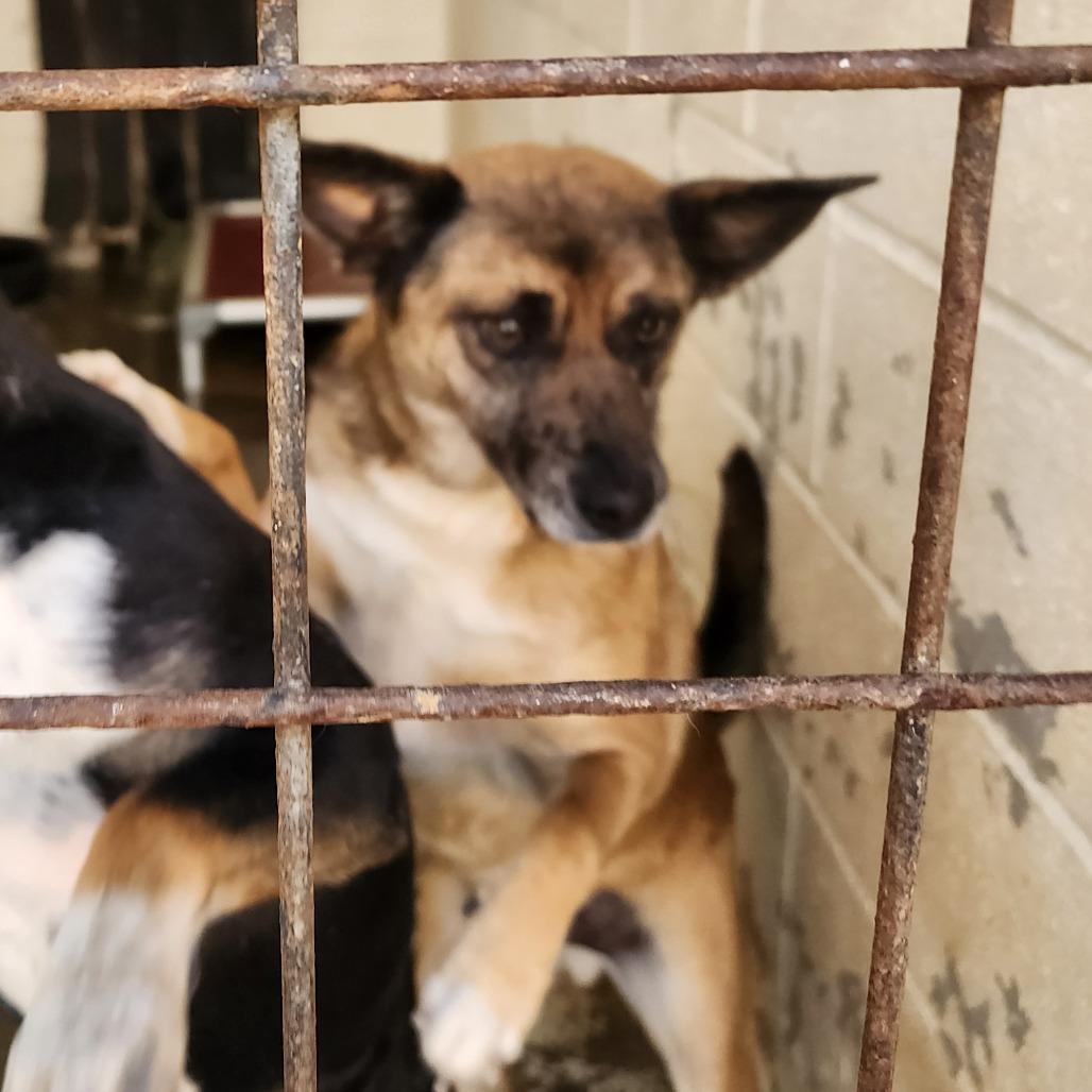 Boo(Scout), a Adoptable Mixed Breed in Evensville, TN image 4/4