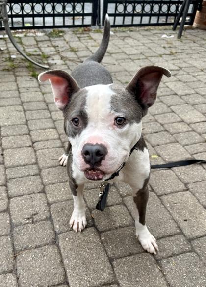 Enlarge Bambu, a Adoptable mixed breed in Washington, DC image 1/3