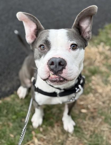 Bambu, a Adoptable mixed breed in Washington, DC image 1/3