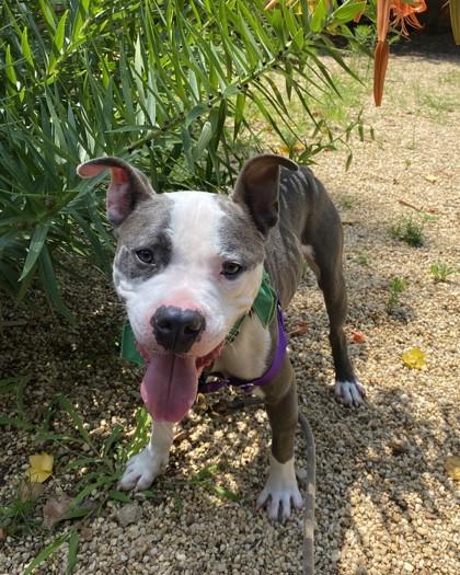 Enlarge Bambu, a Adoptable mixed breed in Washington, DC image 2/3