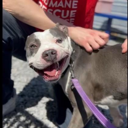 Enlarge Bambu, a Adoptable mixed breed in Washington, DC image 3/3