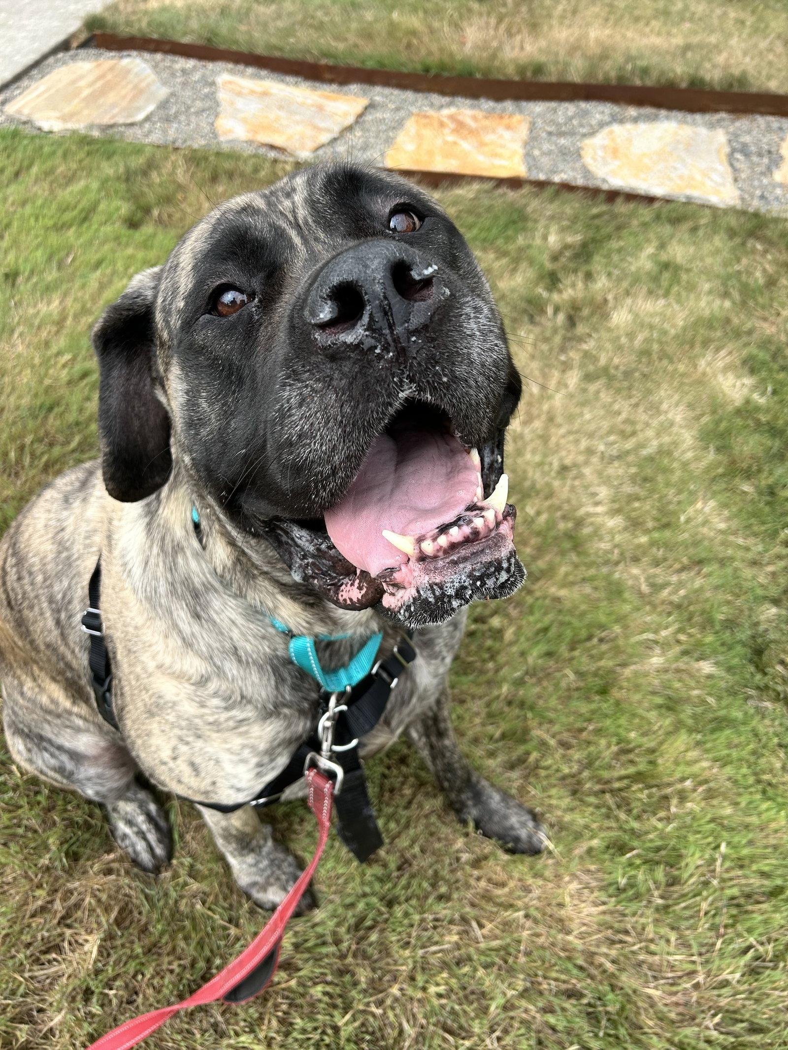 lulu, Adopted, Adult Female Mastiff.