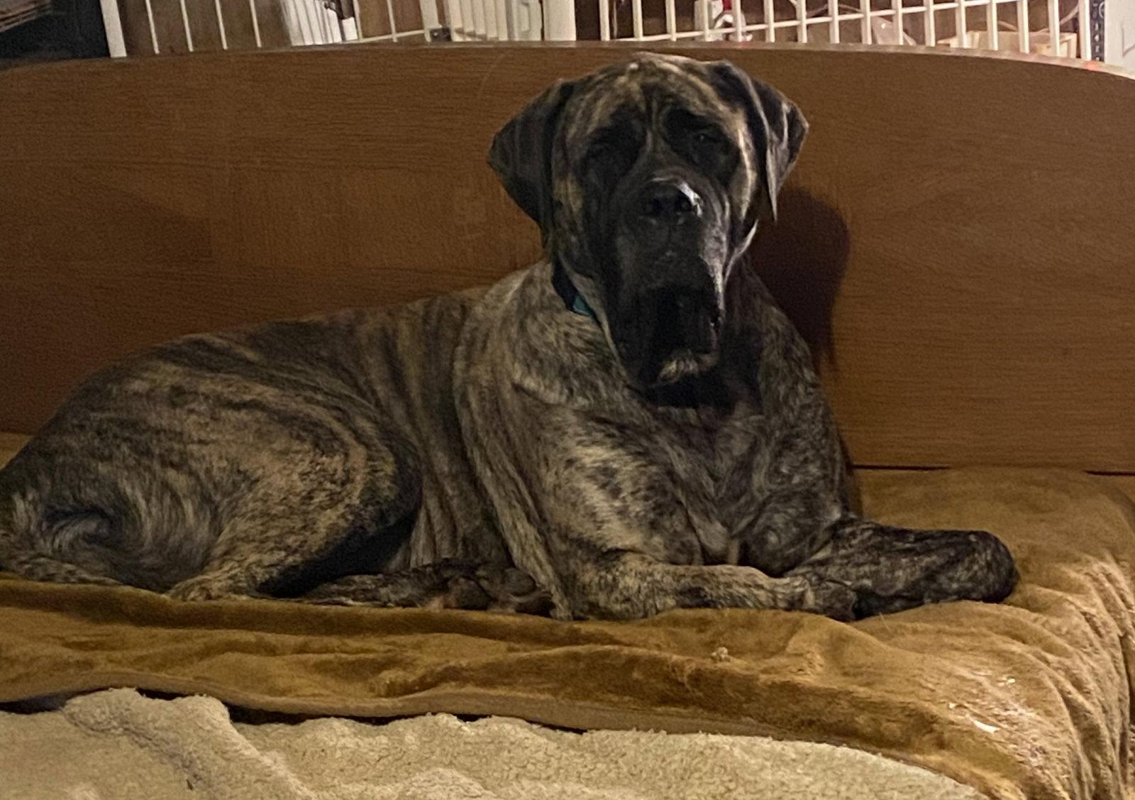 Enlarge lulu, a Adopted Mastiff in McMinnville, OR image 2/3