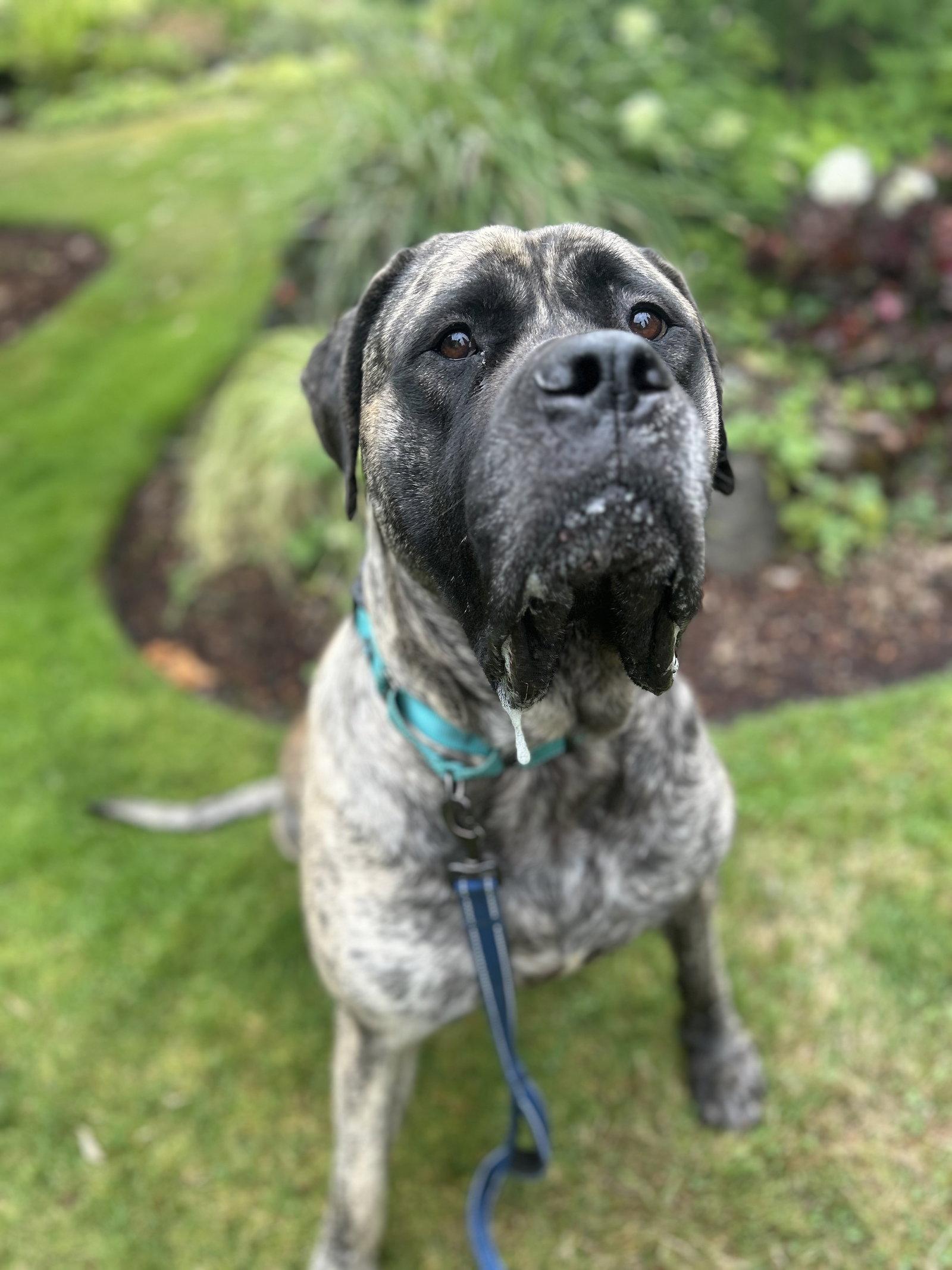 Enlarge lulu, a Adopted Mastiff in McMinnville, OR image 3/3