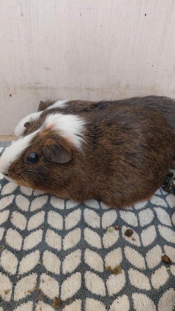 Enlarge Billy Jean, a Adoptable Guinea Pig in Cincinnati, OH image 1/1