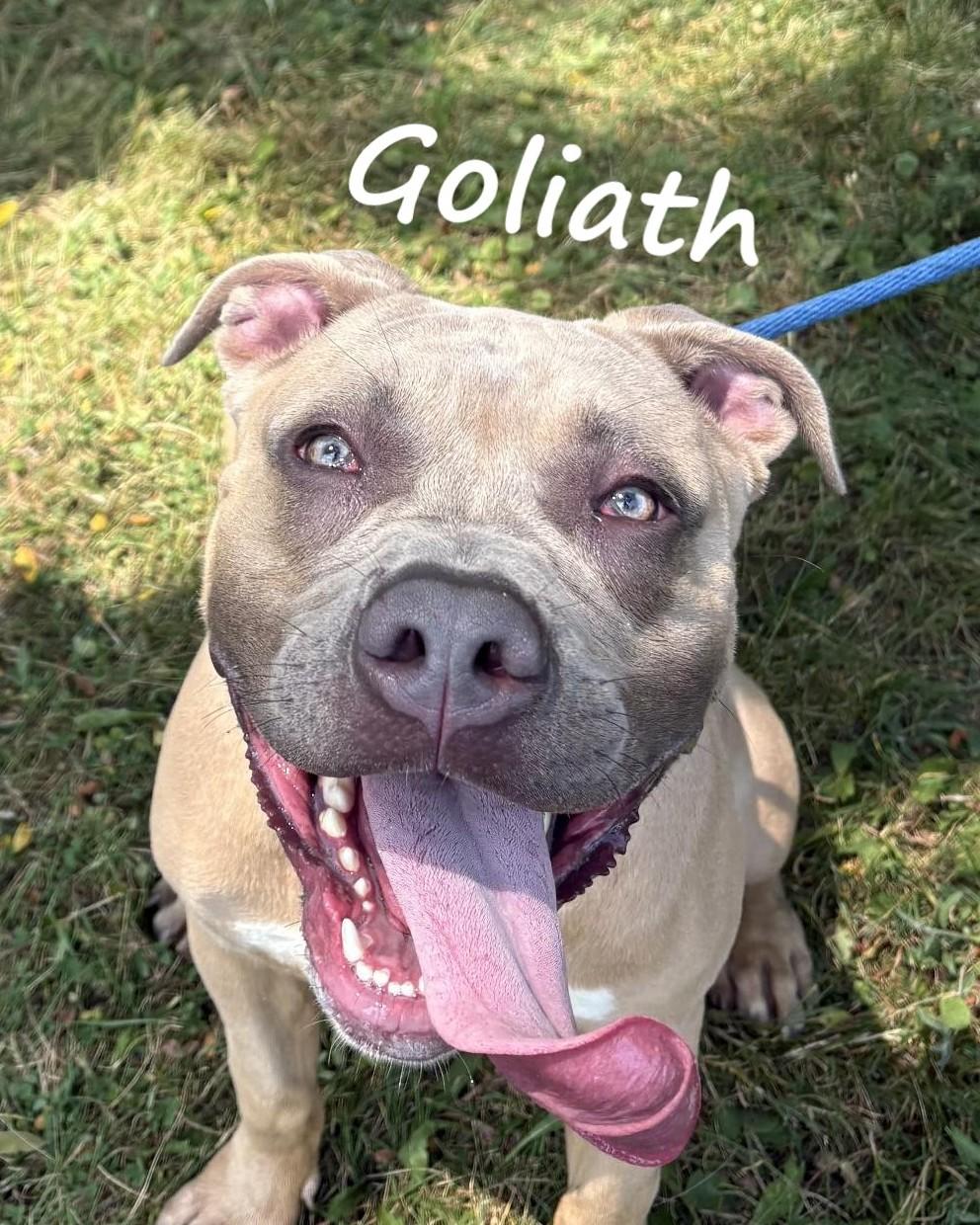 Goliath