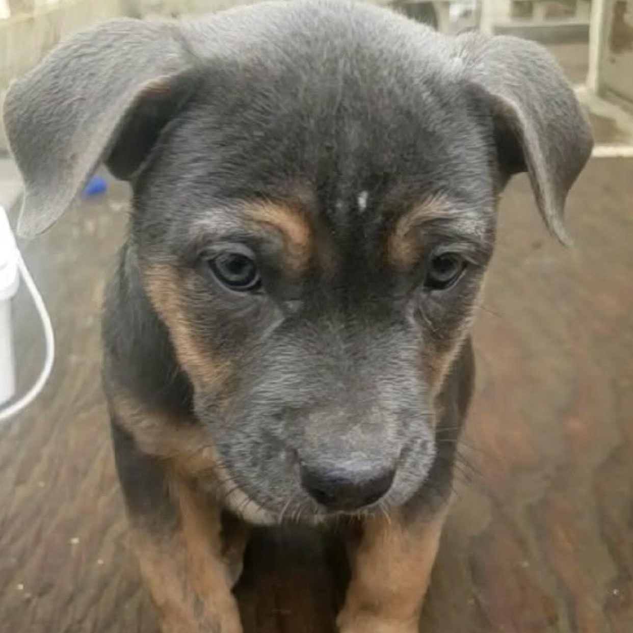 Winnie, adopted, Puppy Female Labrador Retriever.