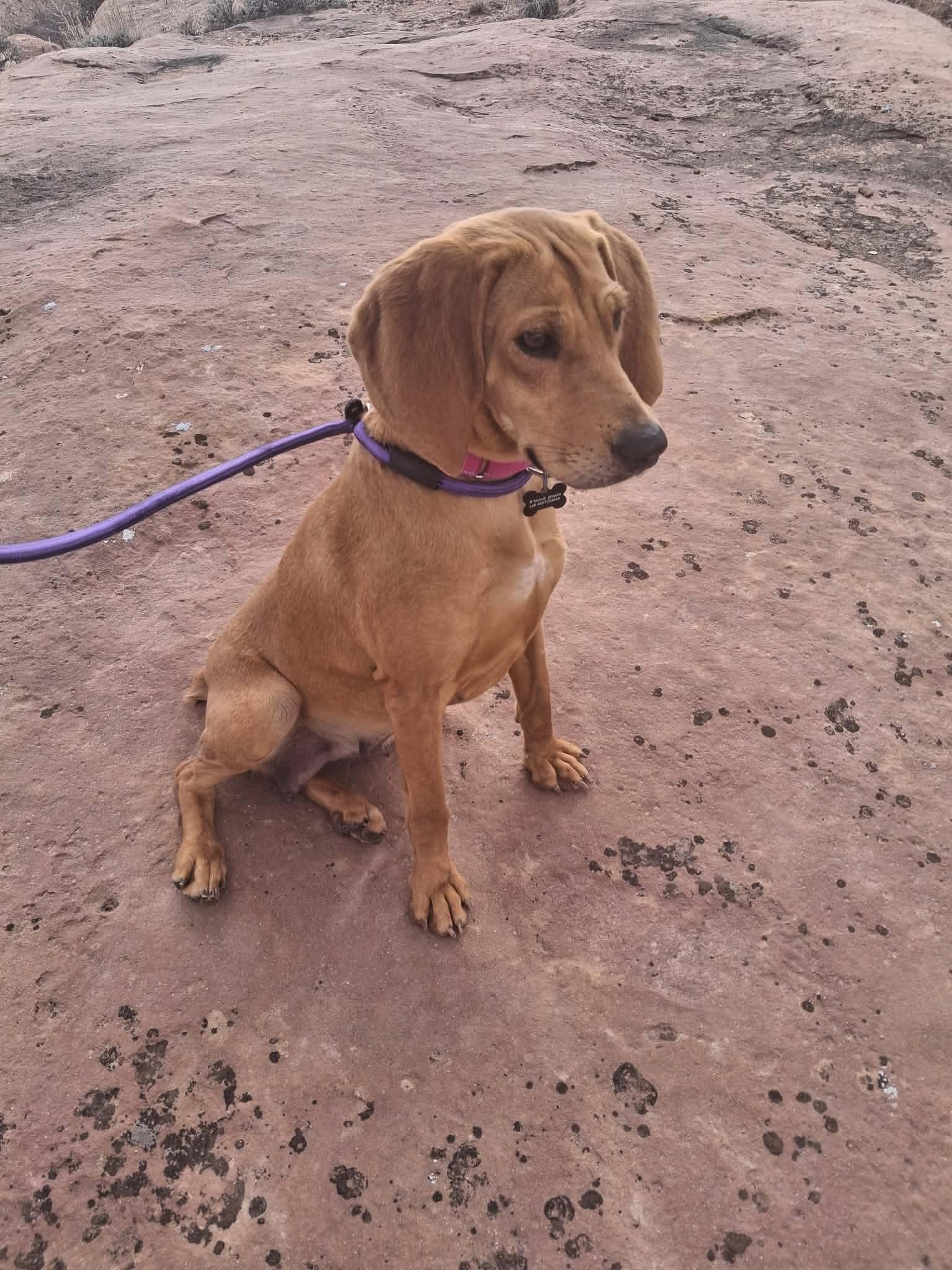 Enlarge Naomi, a ADOPTABLE mixed breed in Roosevelt, UT image 3/3