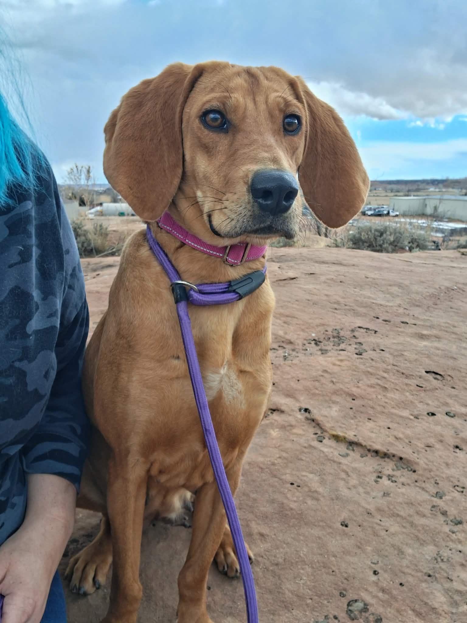 Enlarge Naomi, a ADOPTABLE mixed breed in Roosevelt, UT image 2/3