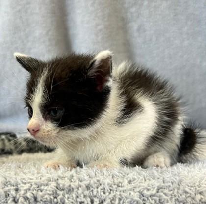 Fredrick, Adoptable, Kitten Male Domestic Short Hair & Domestic Short Hair.