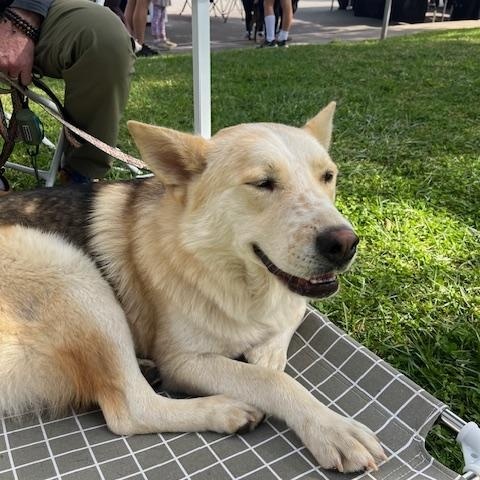 Enlarge Rocco, a Adoptable mixed breed in Forest Falls, CA image 2/4