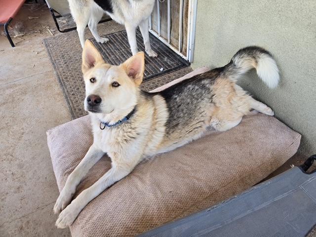 Enlarge Rocco, a Adoptable mixed breed in Forest Falls, CA image 3/4