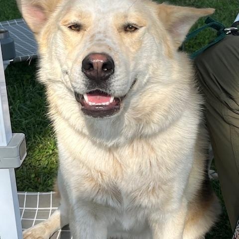 Rocco, Adoptable, Young Male Shepherd & Husky.