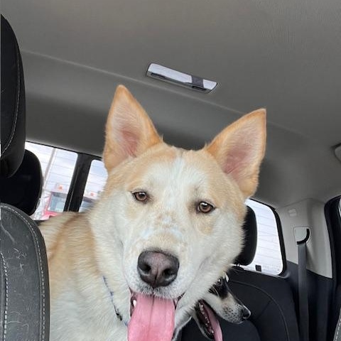 Enlarge Rocco, a Adoptable mixed breed in Forest Falls, CA image 4/4