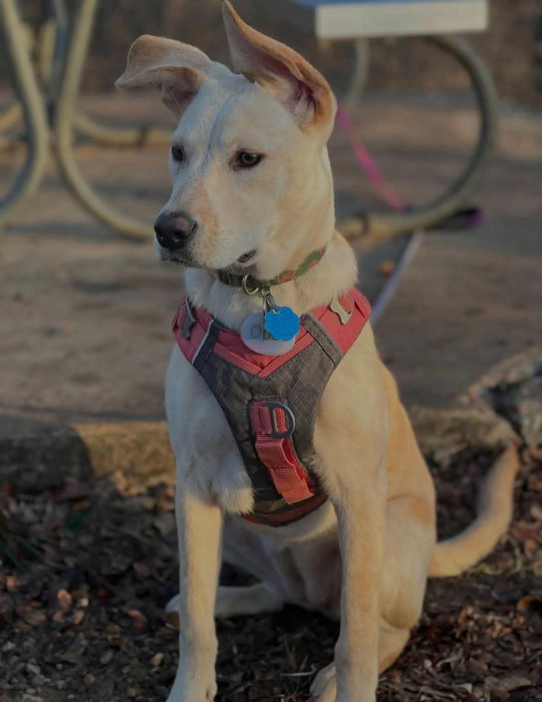 Opal, a Adoptable Mixed Breed in Dallas, TX image 3/4
