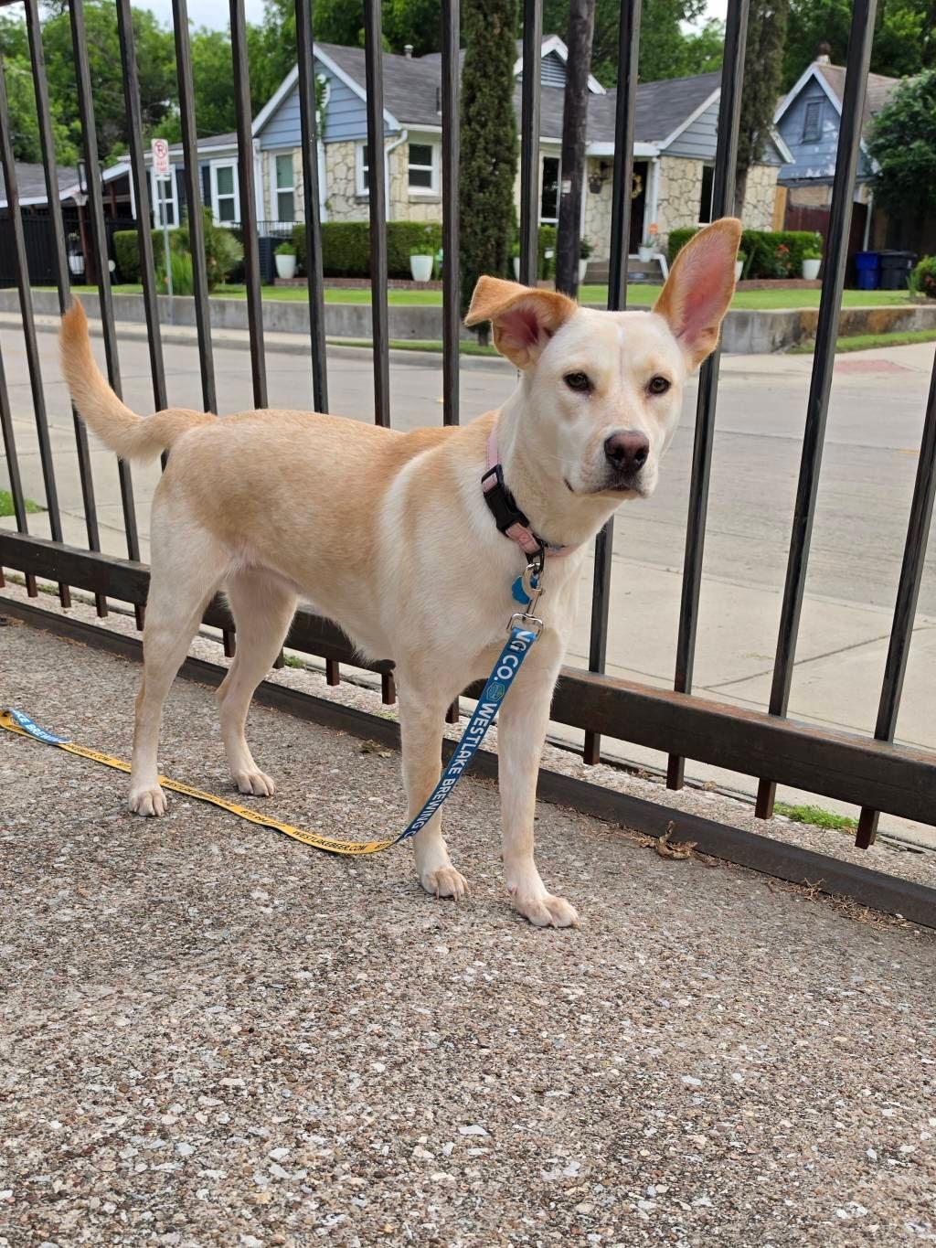 Opal, a Adoptable Mixed Breed in Dallas, TX image 4/4